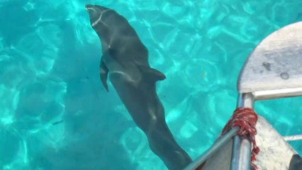 Ballade avec les dauphins aux Turks and Caicos