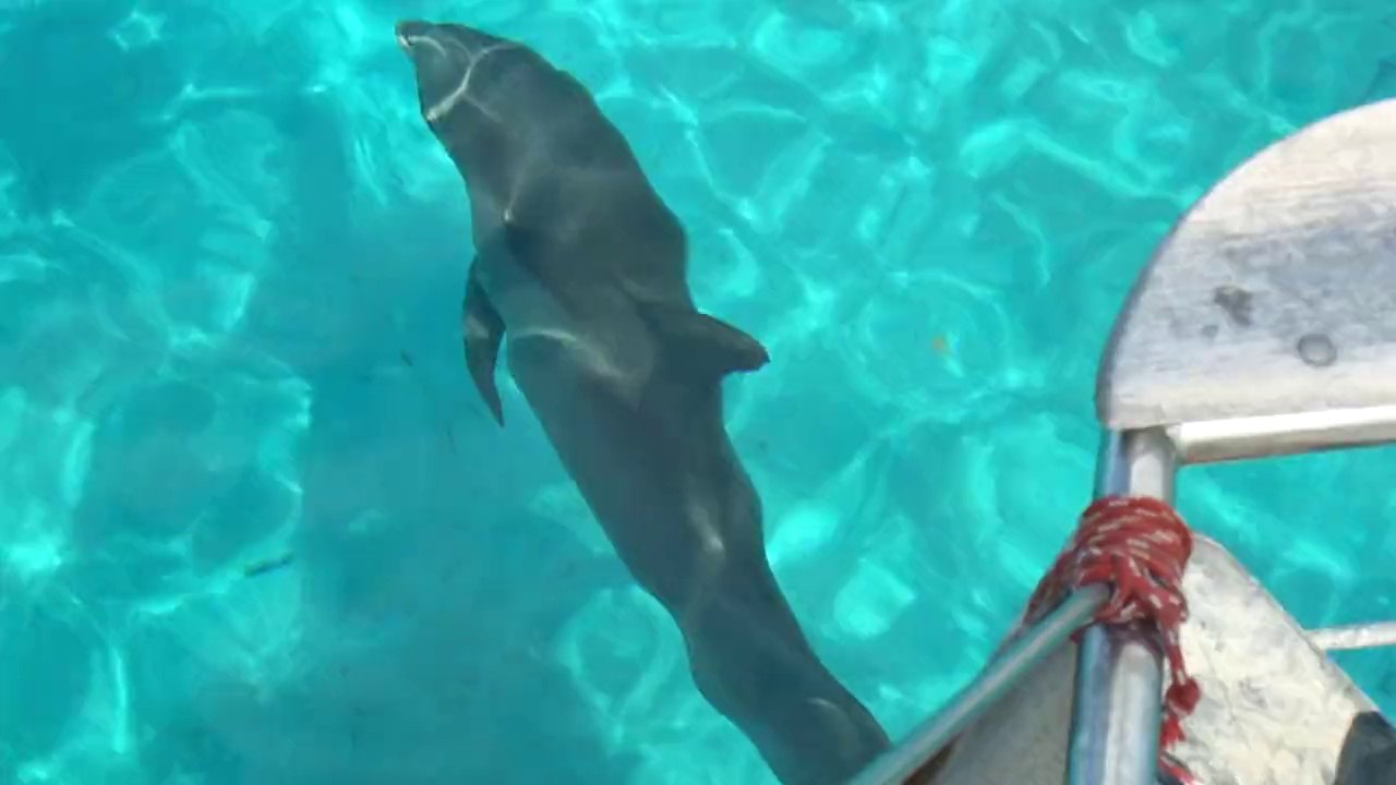 Ballade avec les dauphins aux Turks and Caicos