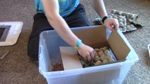 Unboxing 500 Superworms   Feeding