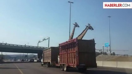 Kamyonla Taşınan Zürafa Kafasını Köprüye Çarparak Öldü