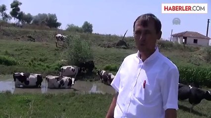''Bunaltıcı sıcaklar sığırları da etkiledi, süt verimleri düştü'' -