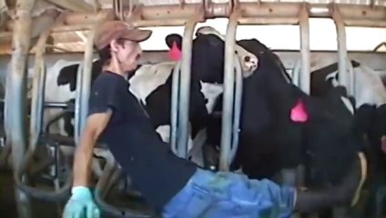 WARNING - Graphic Video  Undercover Video of Bettencourt Dairies in Idaho