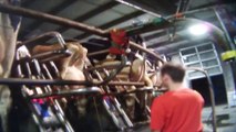 WATCH  Cows Kicked, Beaten, and Hanged at Massive Dairy Factory Farm
