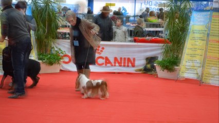 ANGEL, mon adorable cavalier king charles âgée de bientôt 9 ans