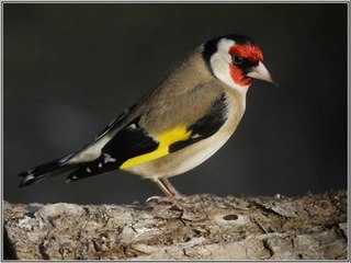 chant chardonneret d'algerie
