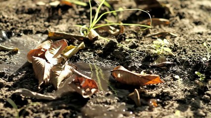 O Som do Tempo - (Official Trailer ) - The sound of  Time