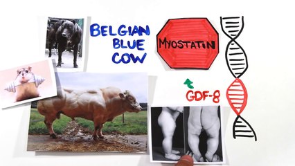 The Scientific Secret of Strength and Muscle Growth