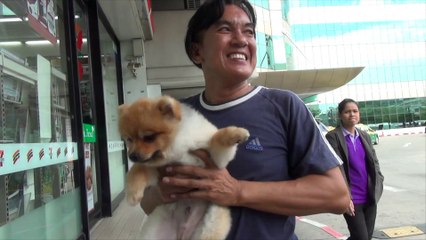 Happy Life # 2 - Puppy, le petit chien trop mignon