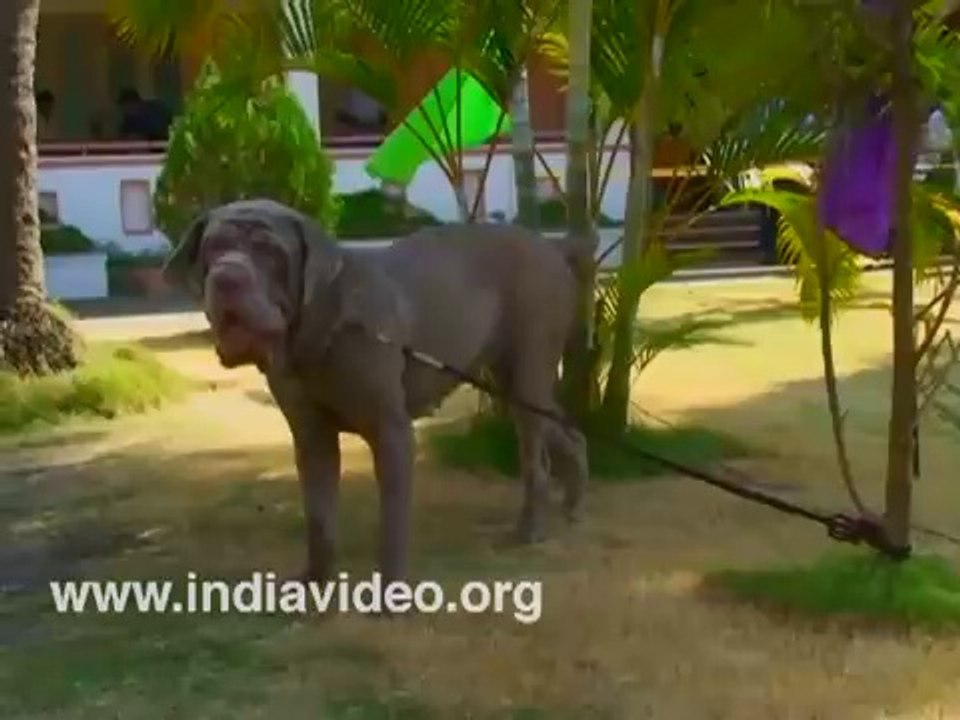 Neapolitan Mastiff - Top Pet Dogs in India