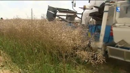 Des moissons expérimentales en Seine-Maritime