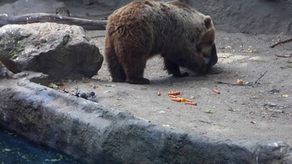 Un ours sauve un corbeau de la noyade!