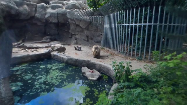 Crow rescue : a bear saves bird's life!