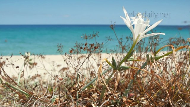 Relaxing Instrumental Music_ soft & calm background music - relaxdaily N°080 1080p