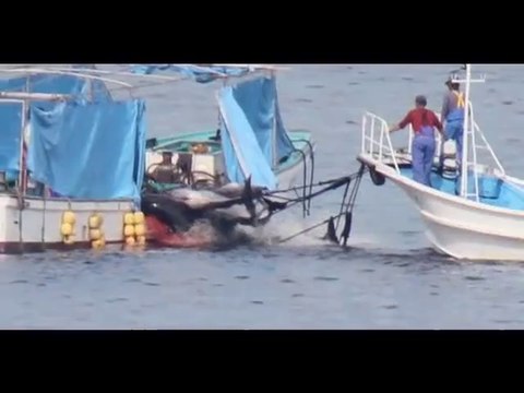 Horreur pour les dauphins dans un delphinarium à Kiev Ukraine