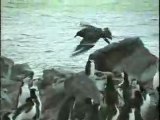 Air Attack Upon Antarctica Penguins