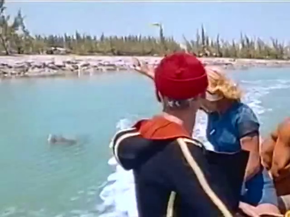 L'altruisme entre homme et dauphin