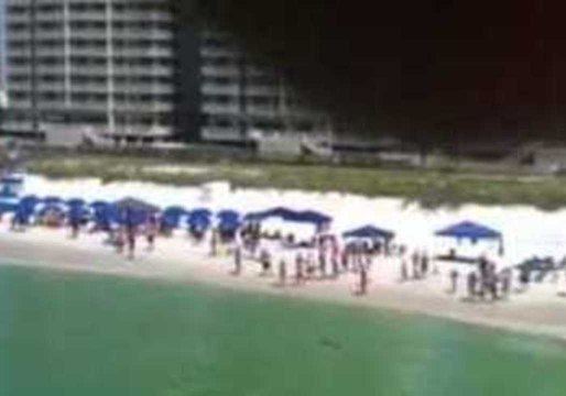 Hammerhead Shark Approaches Shore