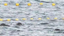 Baleines pilotes avant leur mort - The Cove, Taiji au Japon