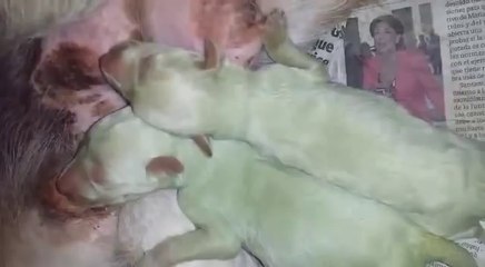 Une chienne met au monde deux petits chiots... verts !