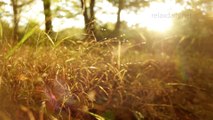 Beautiful Slow Instrumental -- music for studying, background, healing, relax -- relaxdaily N°062 1080p