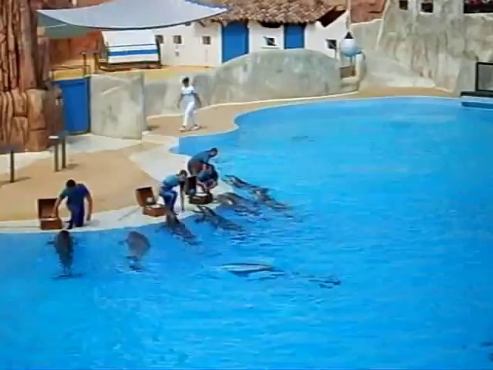 Spectacle des Dauphins (Parc Astérix)