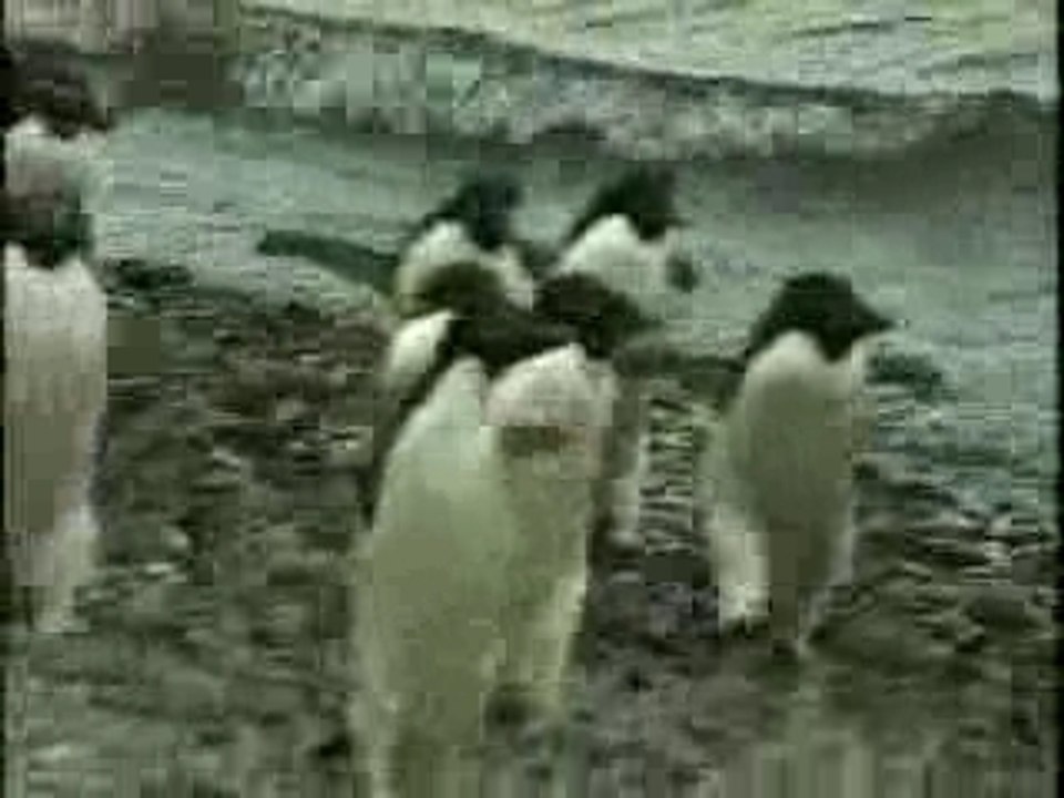 Adelie Penguins Dance, Antarctica