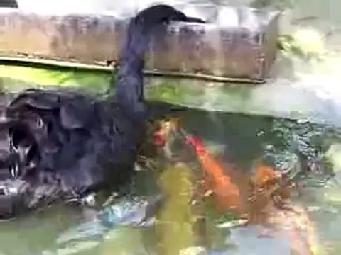 Black swan feeding Koi fish