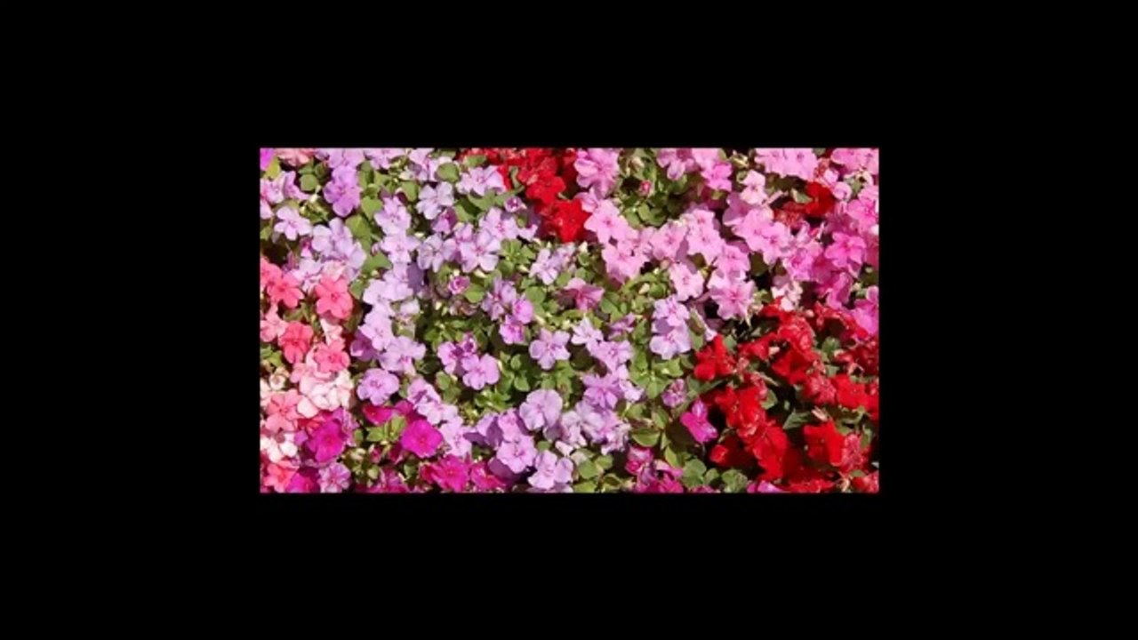 Trick Photography and Special Effects