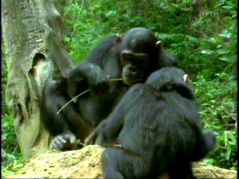 Chimpanzés dans le couloir de la mort