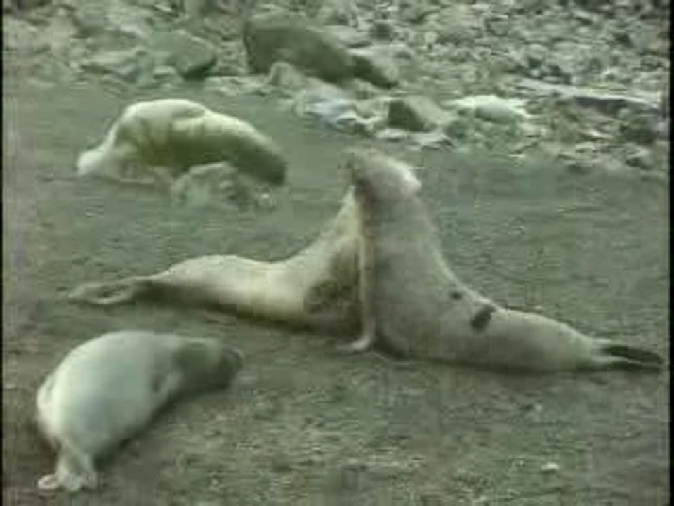 Elephant Seals Fight, Antarctica
