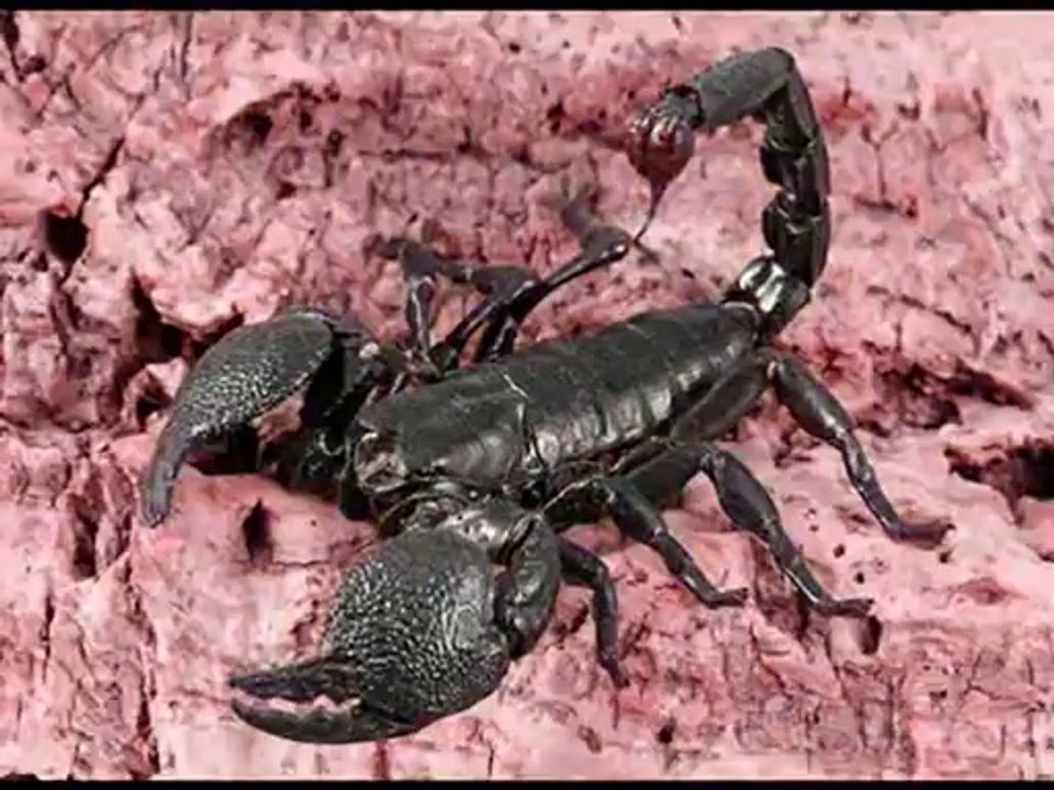 scorpion