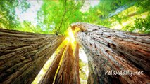 Relaxing Music - Meditation, Inspiration, Focus - relaxdaily N°041 1080p