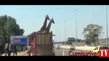 Kamyonla taşınan zürafa kafasını köprüye çarparak öldü