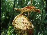 Poisonous Pitcher plant - The Private Life of Plants - David Attenborough - BBC wildlife