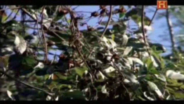 Pelotas de látex maya para el juego de pelota