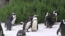 Researchers Decode Secret Langage of African Penguins
