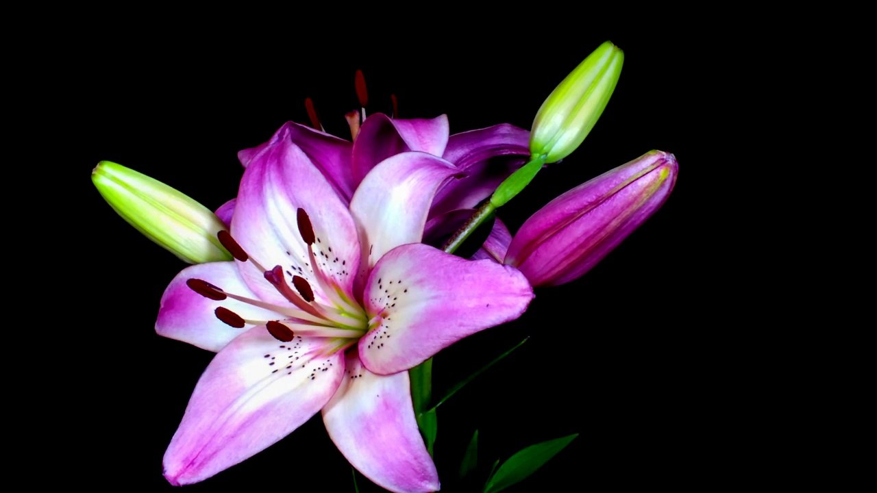 Flowers opening timelapse