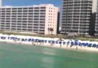 "Get Out of the Water!" Hammerhead Shark Terrifies Swimmers