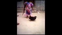 Child about to slaughter a chicken - valery paragon. pulse Tv uncut