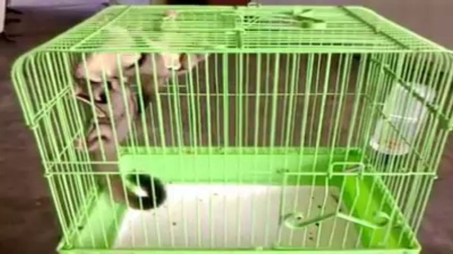 Funny Animals Videos Compilation Sugar Gliders Fun Playing at Home