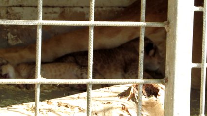 Naissance de deux lionceaux au cirque Medrano actuellement à Aix-les-Bains