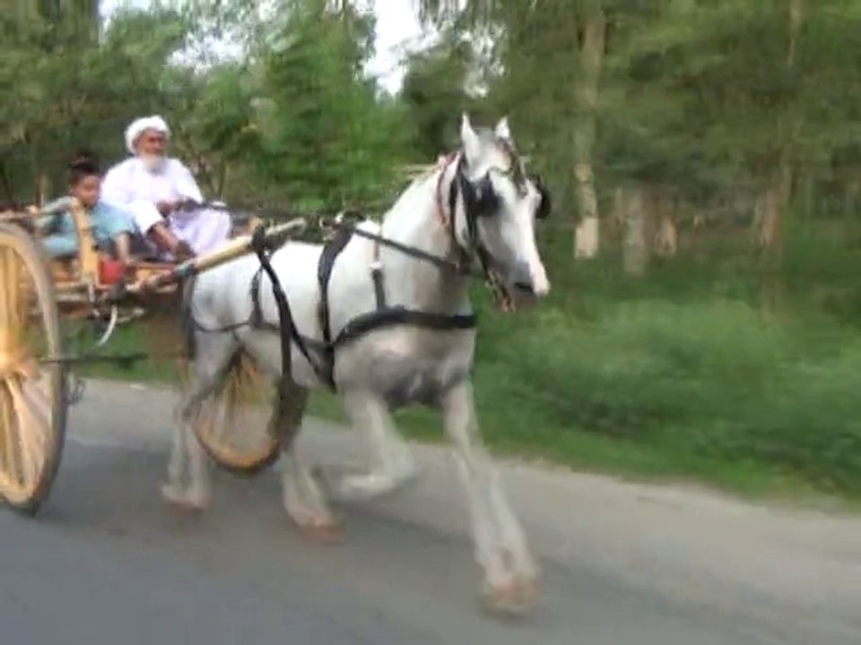 babar khan uk horse try in haripur part 3 of 3