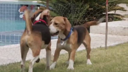 İlk Defa Çimen Gören Deney Köpeğinin Sevinci