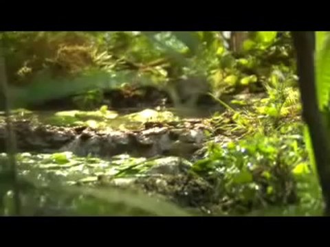 YACARE 29-3 mail (2).mov