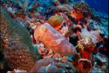 O Encanto do Azul Profundo #01 - Ásia [Discovery Theater]