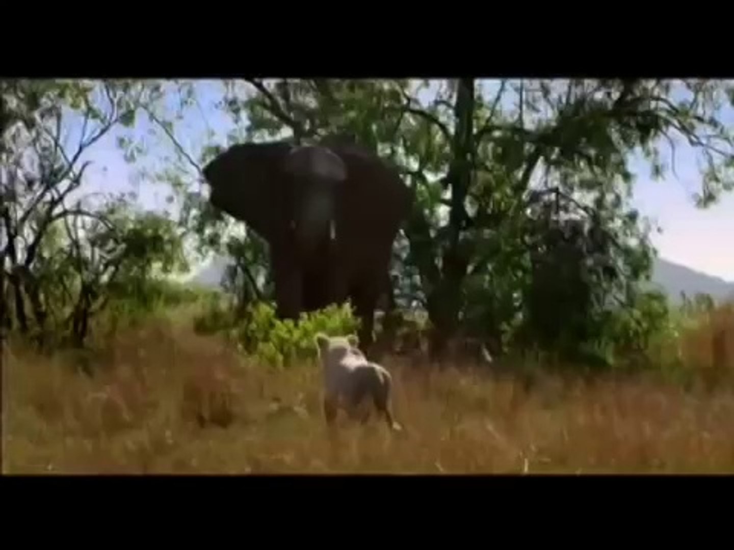 white lion (official movie trailer)