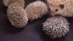 Hedgehog Gives Birth to 5 Little Hoglets with a Lot of Cuteness