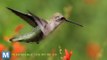 Hummingbirds are Better Flyers Than our Drones, Study Says