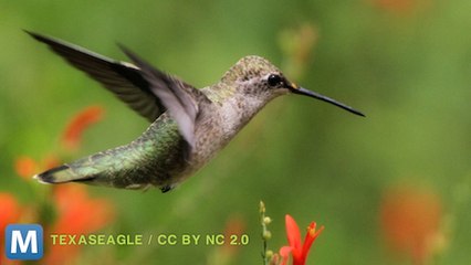 Hummingbirds are Better Flyers Than our Drones, Study Says