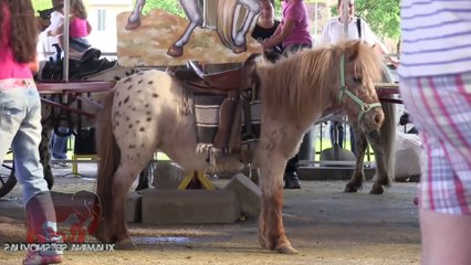 Stop aux manèges à poneys